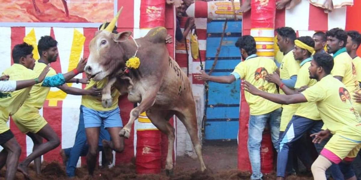 Alanganallur Jallikattu