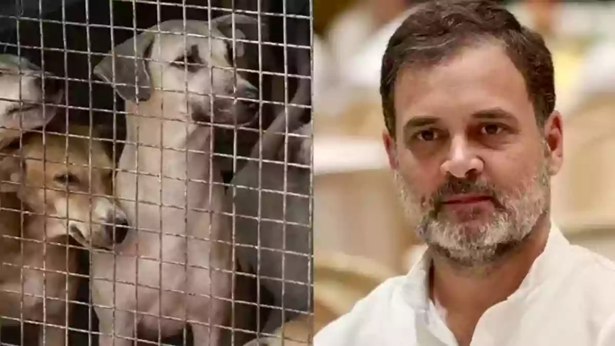 Rahul Gandhi - Stray Dogs